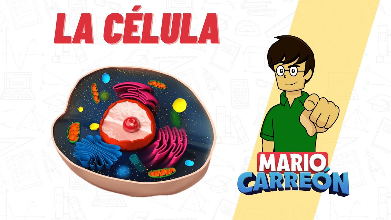La Célula: estructura, partes y funciones